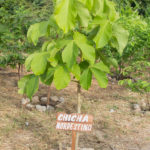 40 Anos C. Rolim   Compromisso Verde (22)