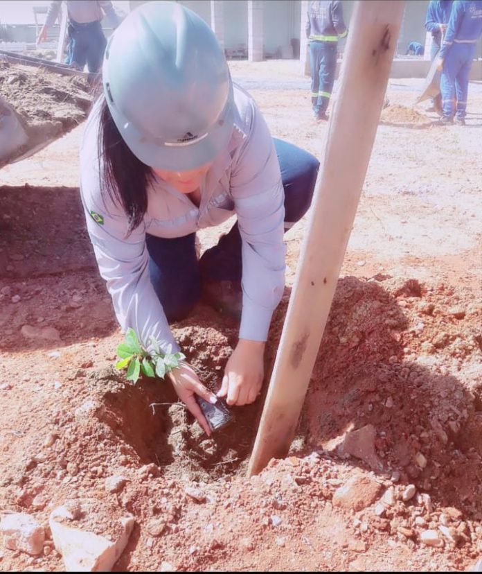 Plantação De Mudas_Pecém