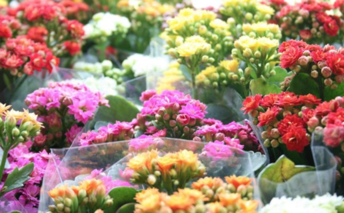 Flores