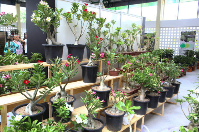 Mercado Das Flores Afranio Fernandes (15)
