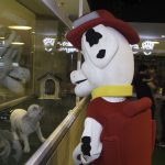 Inauguração Animal Pet (1)