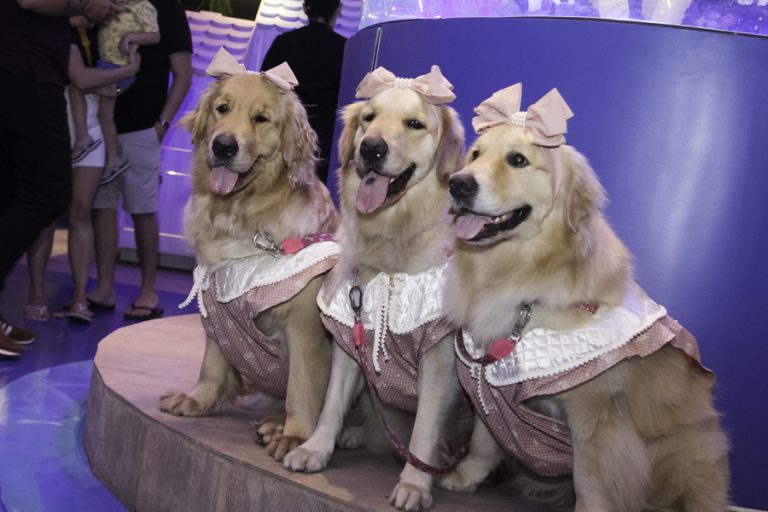 Inauguração Animal Pet (8)