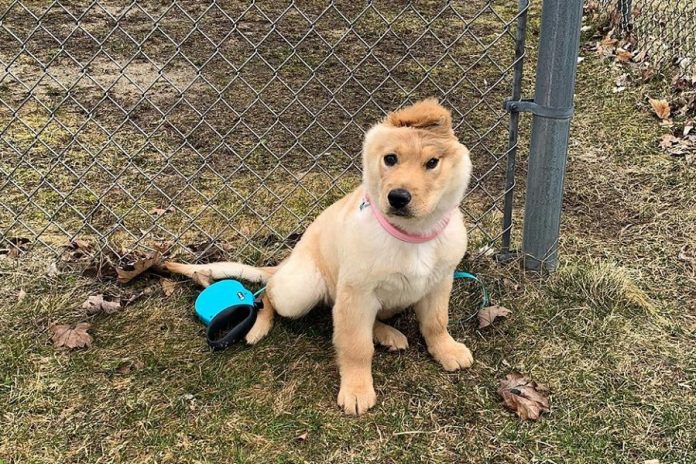 Rae, Golden Unicórnio