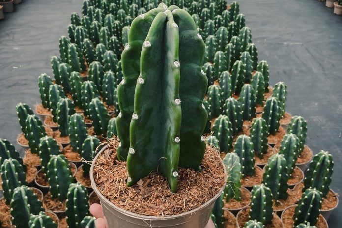 Cacto Mandacaru Sem Espinhos   NaturAYO