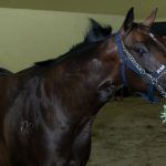 Quarter Horse Show (5)