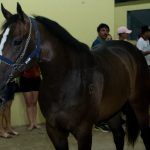 Quarter Horse Show (6)