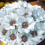 Aniversário De Gisela Vieira (8)