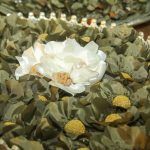 Casamento De Alzira Barroso E Philomeno Júnior