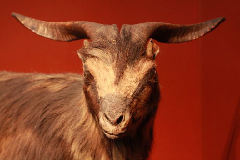 Bode Ioiô_foto De Gerson Linhares