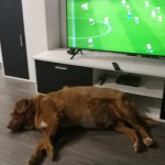 Bobi Sleeping In Front Of TV_tcm25 736220