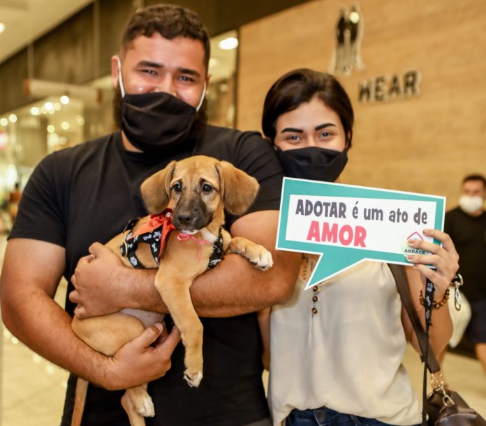 Adoção De Pets