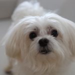 91 Anos Cleidson Rangel (8)