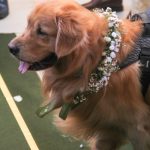 Casamento De Marcelle Parahyba E João Pedro Brandão (230)