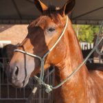 Leilão Haras Chicote (10)