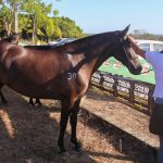 Leilão Haras Chicote (13)