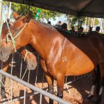 Leilão Haras Chicote (16)