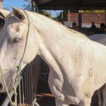 Leilão Haras Chicote (18)
