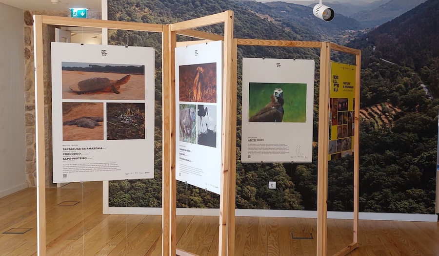 Exposicao Bichos De Ca.Bichos De La 6 E1691077073487