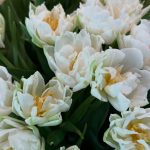 Sssgram_yR3kvEtkYH_2025 05 11 17 27 14