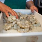 Degustação Exclusiva Do Camarão Orgânico Da Costa Negra 0414