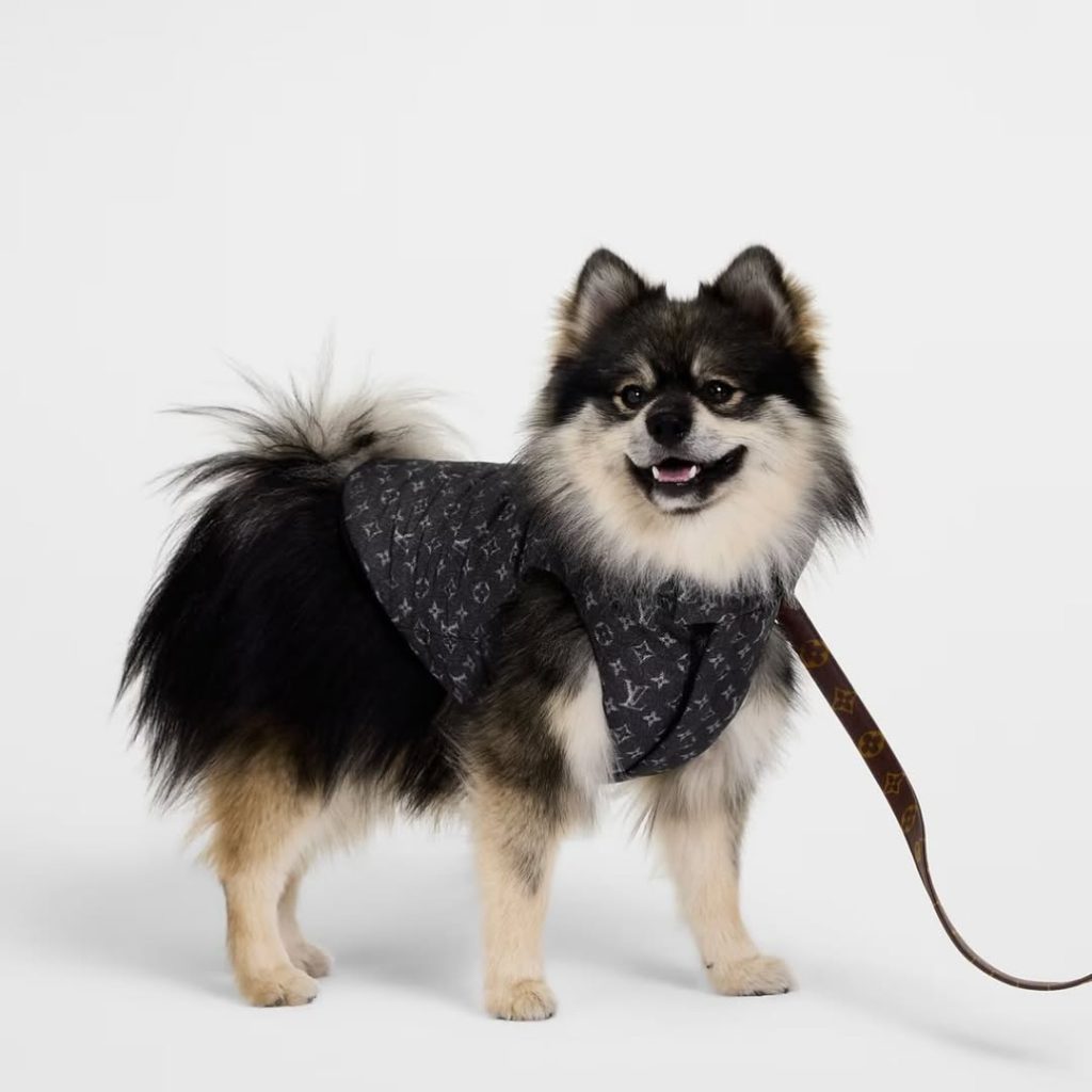 SaveClip.App_579688452_18102245482735434_841308331223825158_n