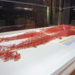 Abertura Exposição Human Bodies 3091