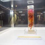 Abertura Exposição Human Bodies 3131